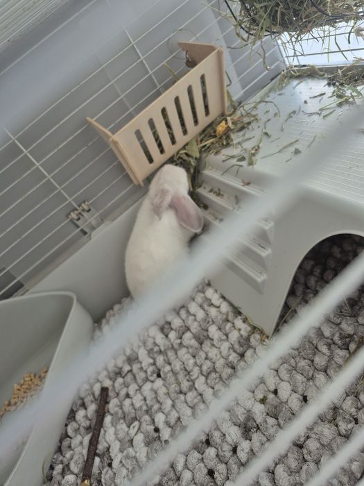 Sprzedam królika ze wszystkim