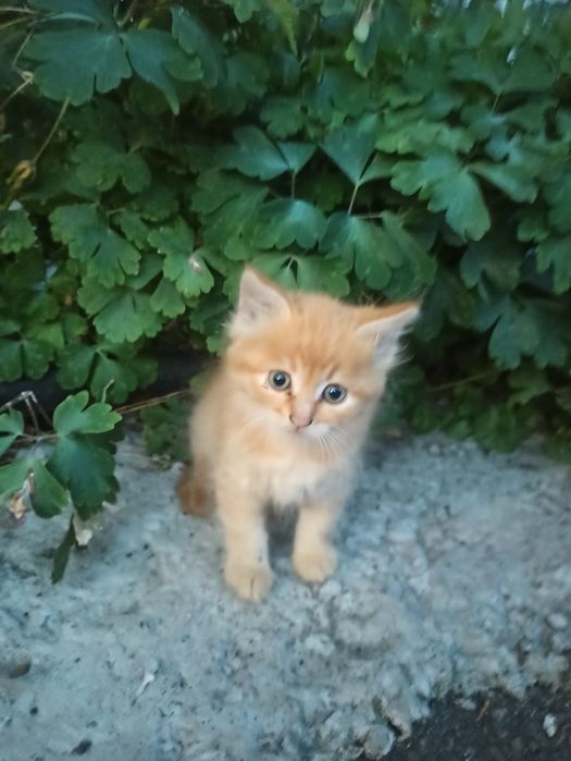 Віддам в добрі руки