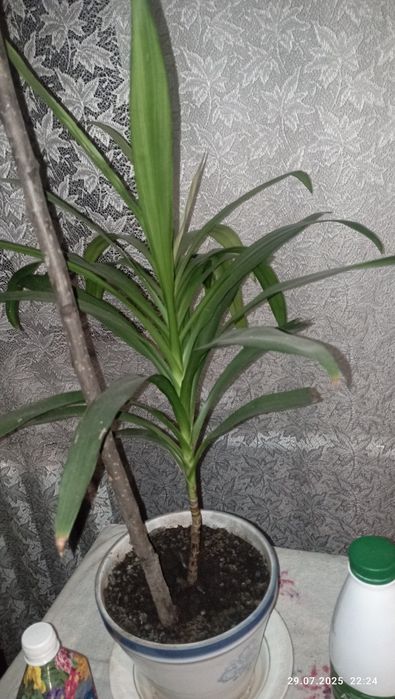 Драцена деревовидна