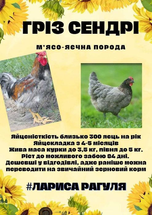 Яйце інкубаційне Несучка Бройлер М'ясо-яєчка