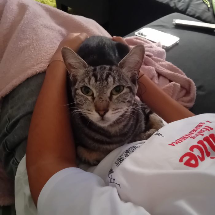 Gatinha para adopção responsável