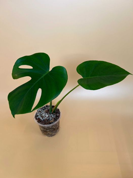 Монстера Делікатесна (Monstera Deliciosa)