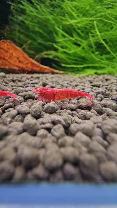 10 + 1 Red Devil Orange Eyes Caridina Krewetki