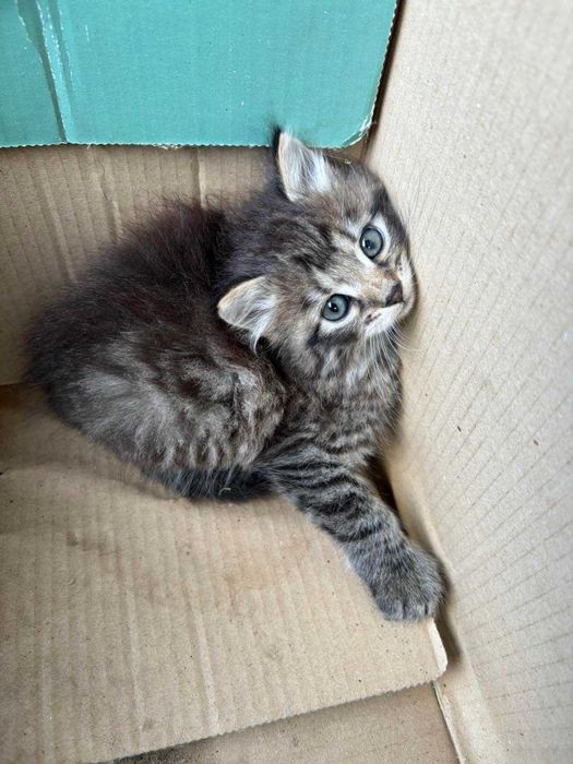 Гарні котики чекають на своїх дбайливих господарів!
