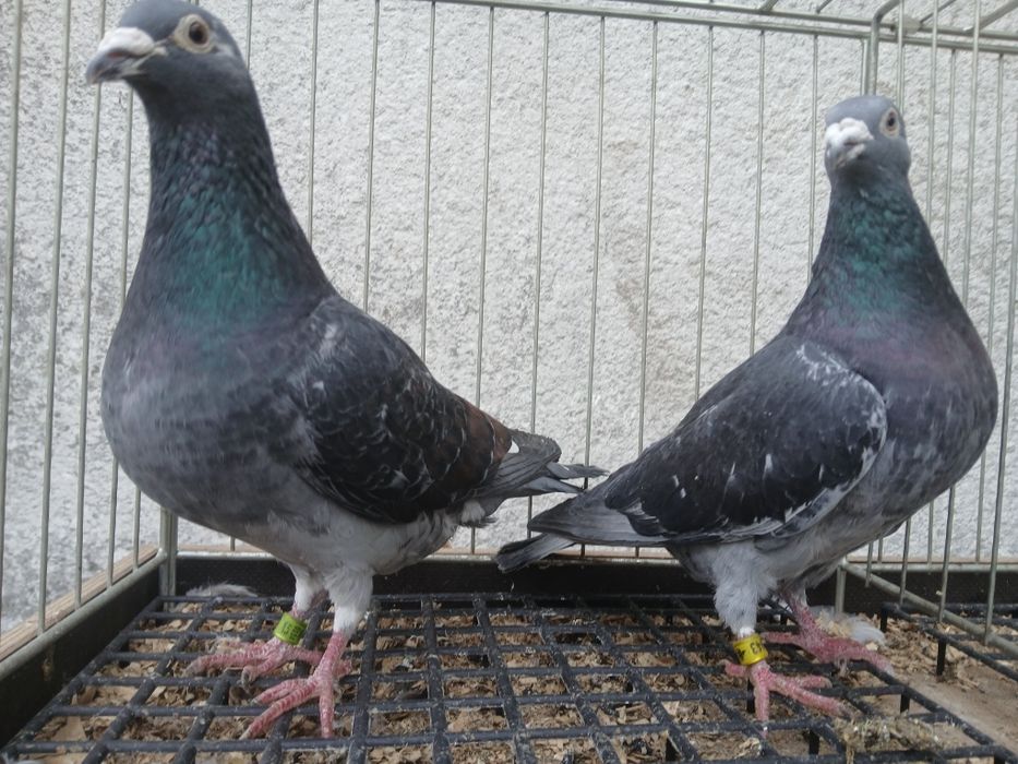 Gołębie pocztowe arden