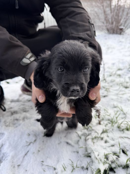 Отдам в хорошие руки щенков,метис спаниеля