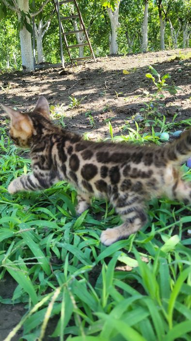 Бенгальские котята wcf