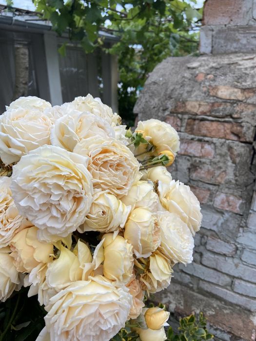 РОЗЫ РОЗЫ - продаю саженцы роз; розы  корнесобственные !