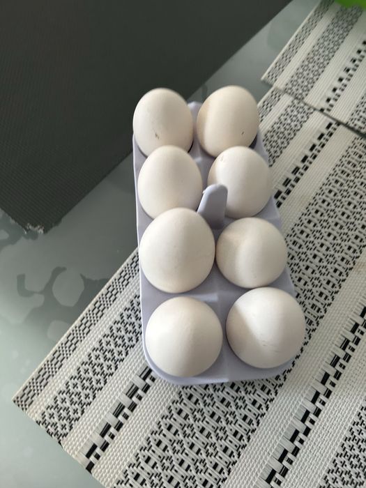 Інкубаційні яйця бурого легорна