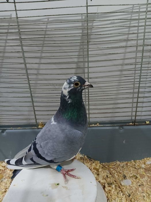 Gołębie  pocztowe  likwidacja chodowli