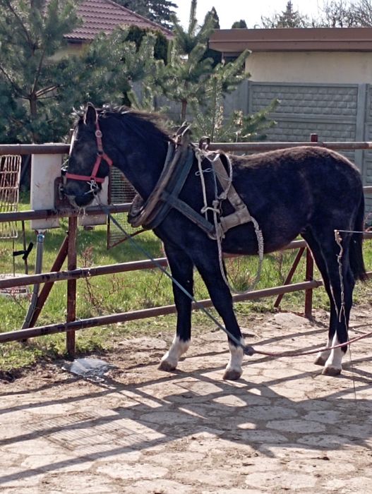 Koń Śląski skarogniady w siwiźnie