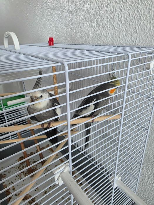 Vendo duas caturras jovens com gaiola por 100€