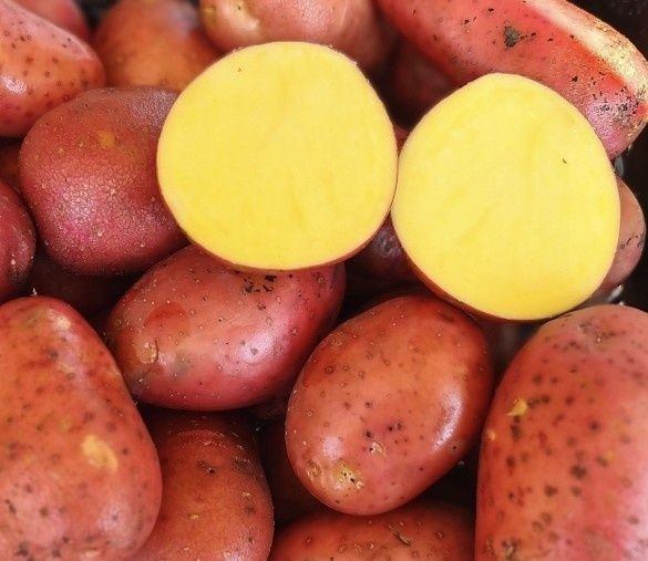 Ziemniaki red sonia i denar