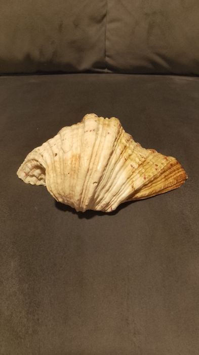 Duża muszla oceaniczna