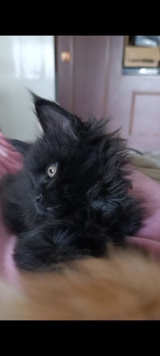 Мейн-кун, дівчинка