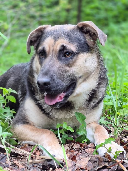 Pozytywny Forest szuka domu  / do adopcji