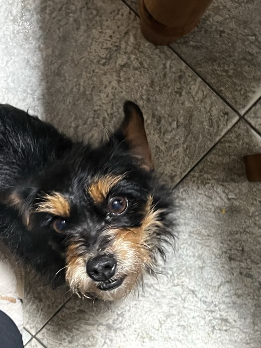 Cadelinha para adoção