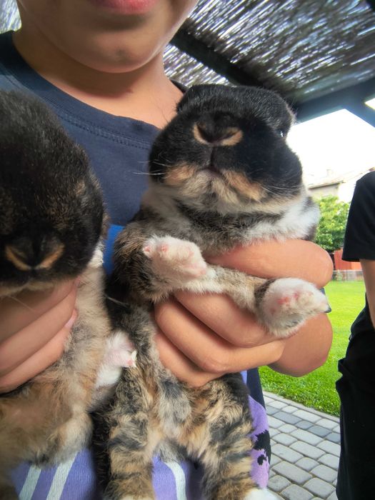 Karzełek rex, mini lop, baranek karzełek