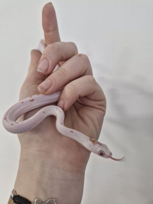 Wąż zbożowy Amel Palemetto