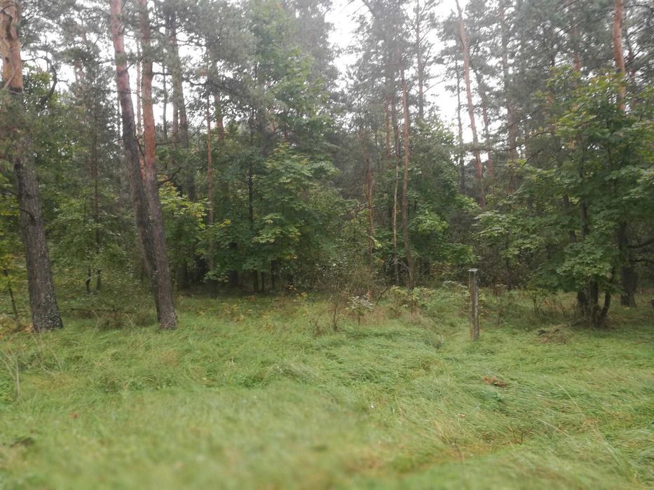 Sprzedam działkę budowlaną z WZ 19 arów – Jasień k. Staszowa - Widok 5