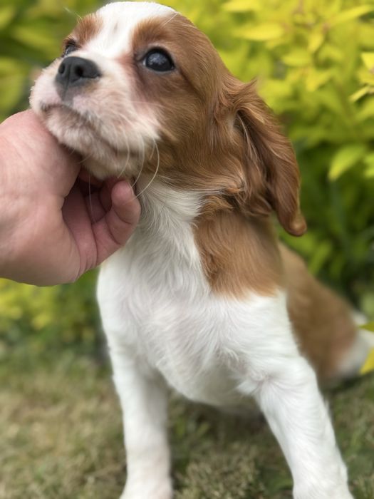 Piesek- cavalier  King Charles  Spamiel