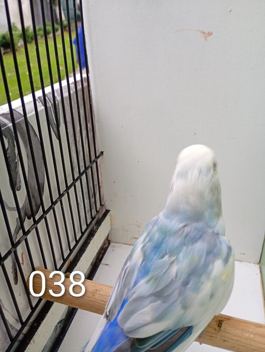 Nierozłączki.     .