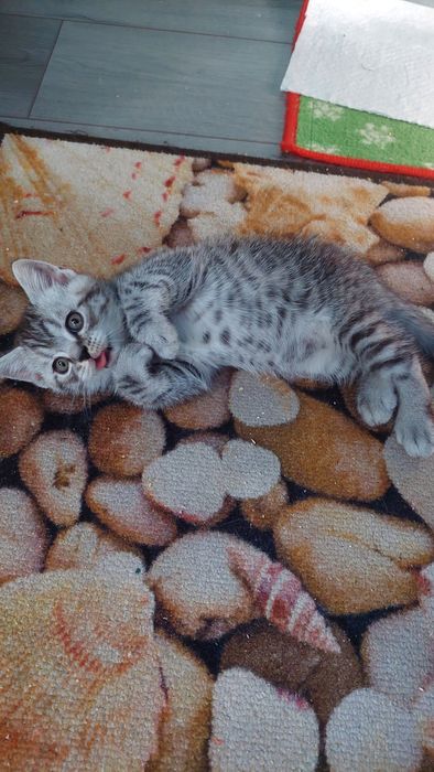 Кошеня Шотландське Скотіш страйт
