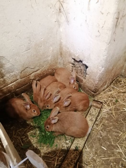 Sprzedam króliki burgundzkie samce i samice e sa