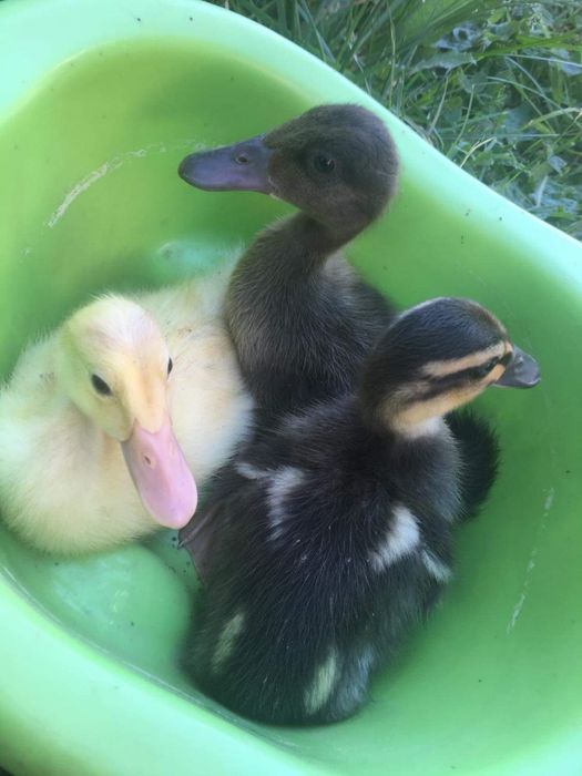 Sprzedam jaja legowe kaczki biegus indyjski