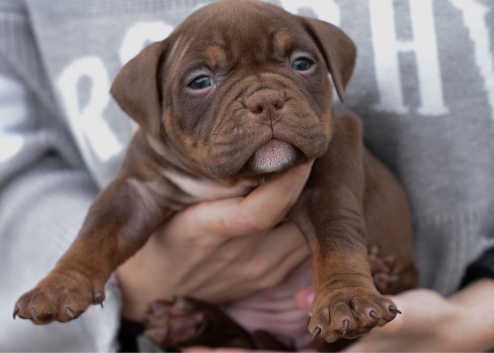 American bully pocket