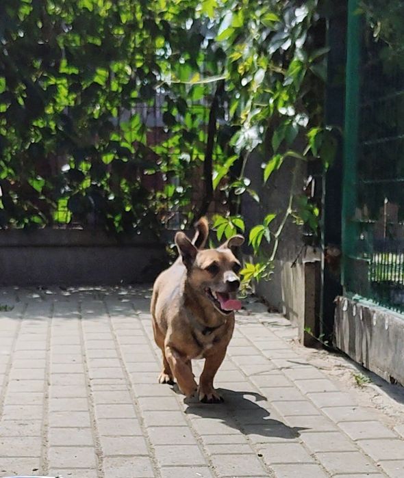 Smerf- mały staruszek w schronisku.  Adoptuj