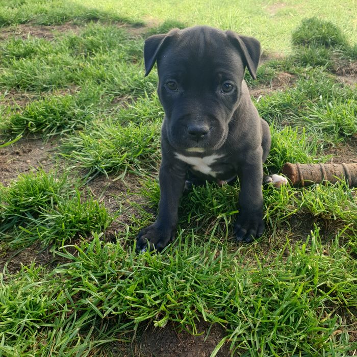 Amstaff Standard szczeniak miot B