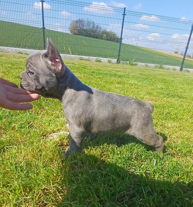 Sprzedam pieska Buldog francuski