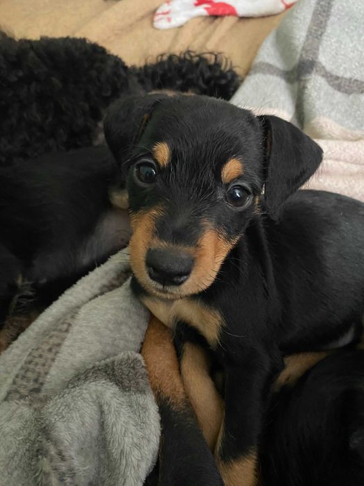 Цвергпінчер, дівчинка