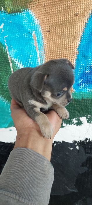 Lindomenino chihuahua