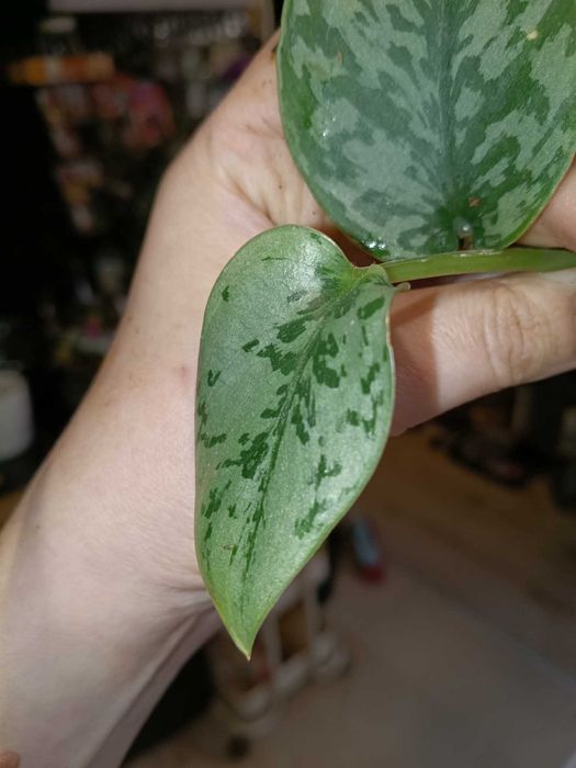 scindapsus silver splash-szczyt z korzonkiem