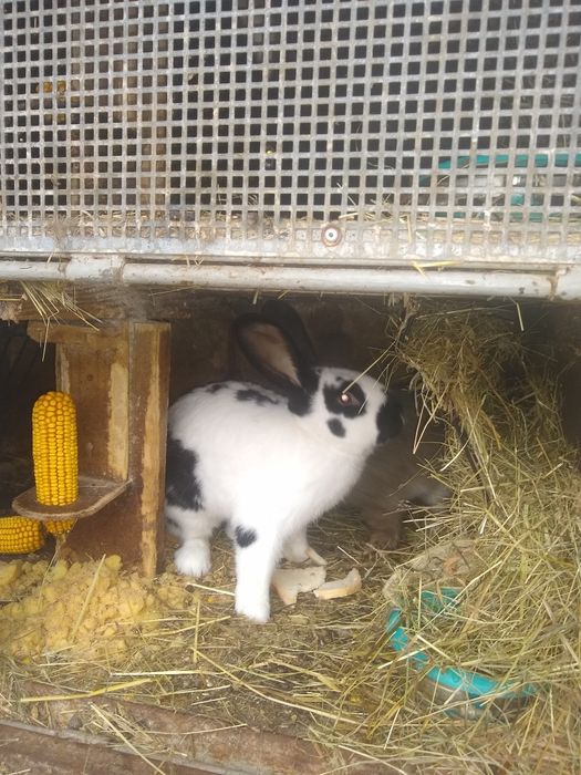 Króliki Samce i Samice mieszane