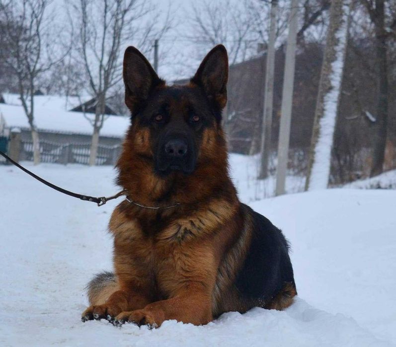 Німецька вівчарка