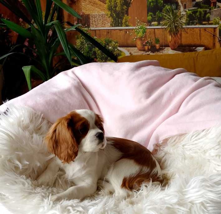 Cavalier King Charles Spaniel dziewczynka