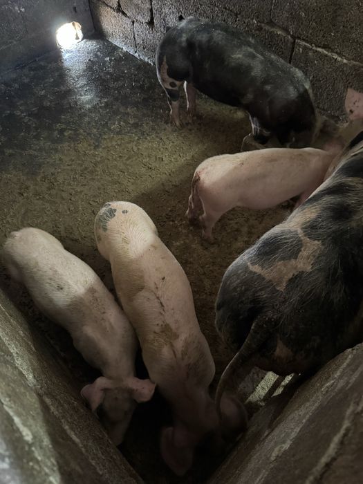Leitoes para criar e porcas para abate caseiros