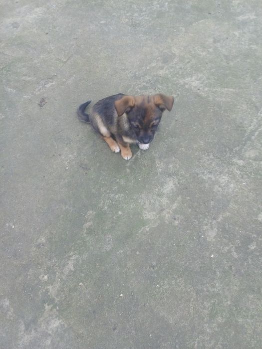 Чудова дівчинка у люблячу родину