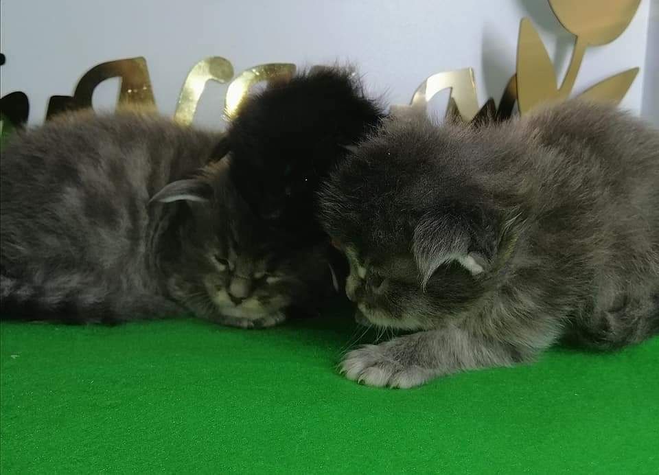 Чистокровный котята породы Мейн Кун по очень хорошей цене.