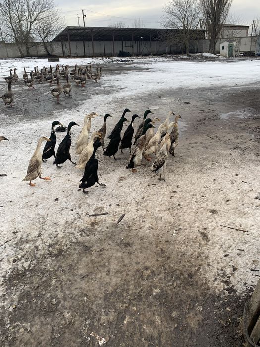 Продамо качки породи Індійські бігуни