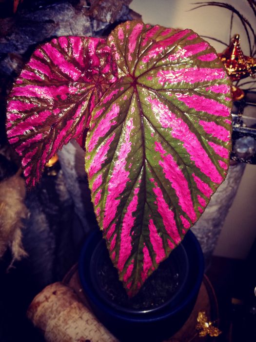 Begonia Brevirimosa RZADKOŚĆ roślina kolekcjonerska nie Monstera