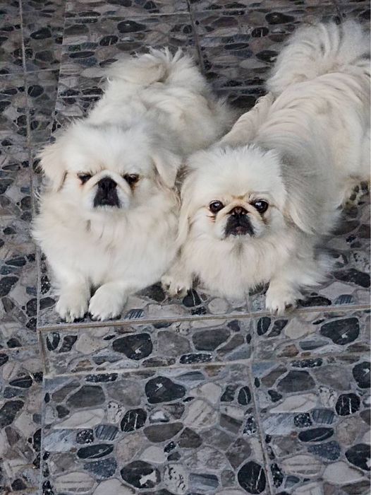 Предлогаются к броне щенки королевского пикинеса , 2 мальчика  и 3 дев