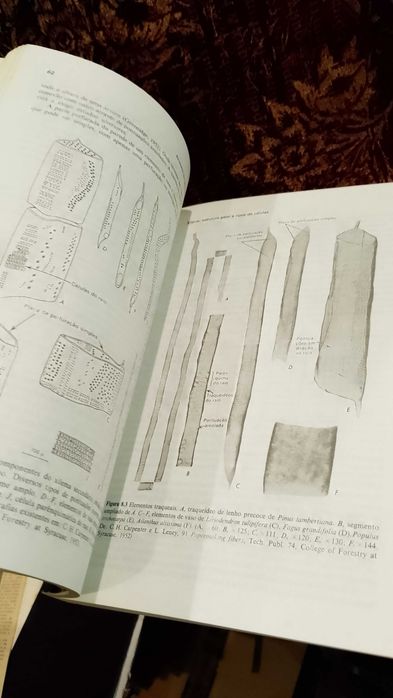 Anatomia das Plantas com Sementes - Katherine Esau