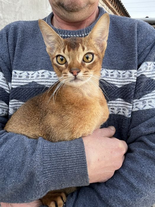 Абиссинский котик