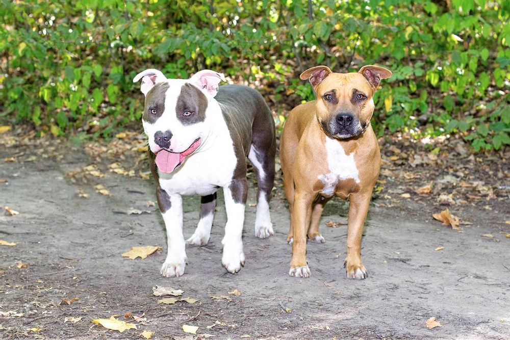 Народився ще один виводок АСТ