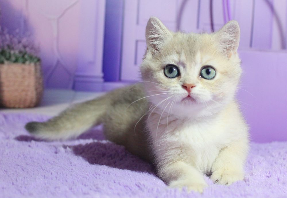 Красуня британська дівчинка в забарвленні голубе золото