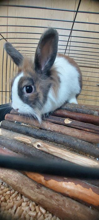 Oddam krolika z klatka za darmo